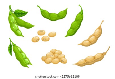 Raw soy, soybeans pods isolated vector set. Green fresh and dry bean husk with seeds and leaves, soya natural vegetable plant. Healthy food cartoon soybeans, organic veggies, harvest