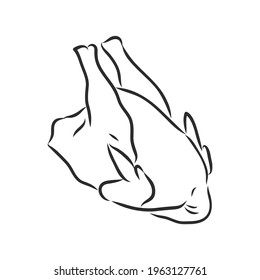 Raw Turkey Full Carcass. Fresh Fowl Meat. Realistic Vector Illustration Isolated Hand Drawn Doodle or Cartoon Style Sketch.