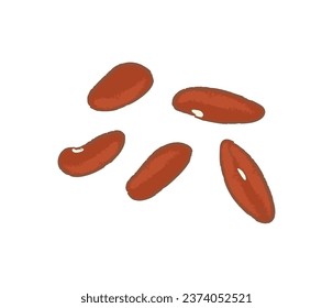 Raw uncooked kidney beans illustration
