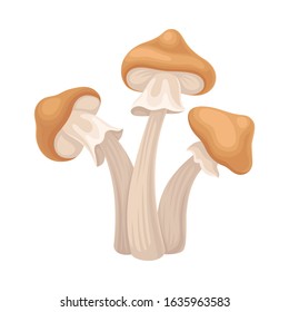 Raw Uncooked Mushroom Isolated on White Background Vector Food Item