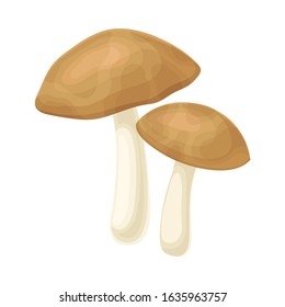 Raw Uncooked Mushroom Isolated on White Background Vector Food Item