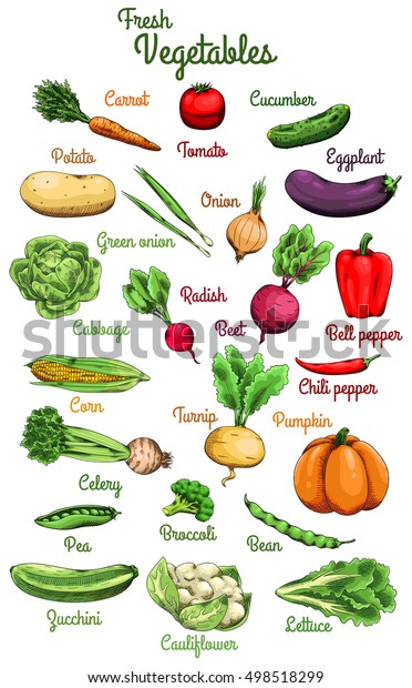 Raw Vegetables Carrot Tomato Cucumber Potato Stock Vector (Royalty Free ...