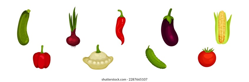 Raw Vegetables as Ripe Garden Crop Vector Set