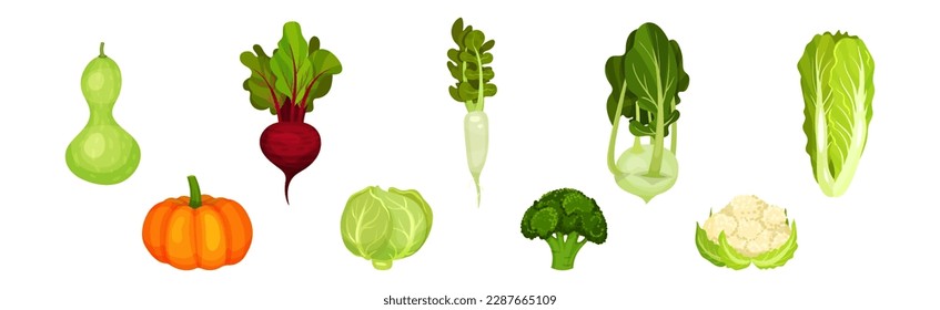 Raw Vegetables as Ripe Garden Crop Vector Set