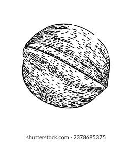 raw walnut hand drawn. kernel group, heap seed, walnuts brown raw walnut vector sketch. isolated black illustration