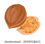 Raw walnuts nut. Cartoon walnut with shell, tasty snack for vegetarian diet flat vector illustration. Organic crunchy walnuts on white