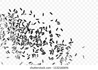 Raw white rice explosion. Thrown rice seeds on transparent background. Silhouette of flakes, spread on the flat surface or table. Top view. Vector.