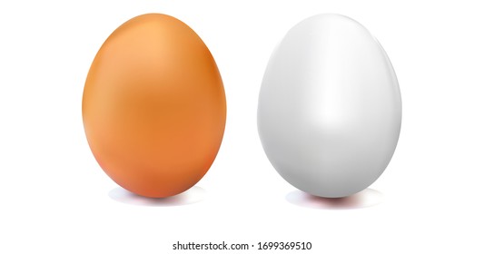 raw white and yellow chicken egg on a white isolated background.  realistic vector illustration.  Organic agricultural eco product. 
