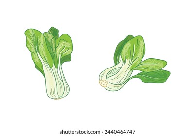 Raw whole Pak choi vegetables