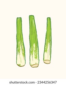 Raw whole water bamboo shoots in food illustration