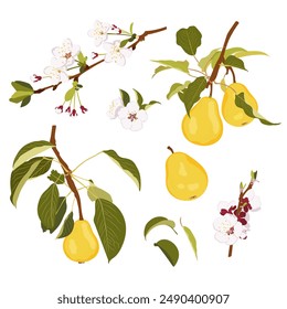 Raw yellow pear fruit. Pear blossom and fruits on branch. Simple hand drawn vector isolated on white background.