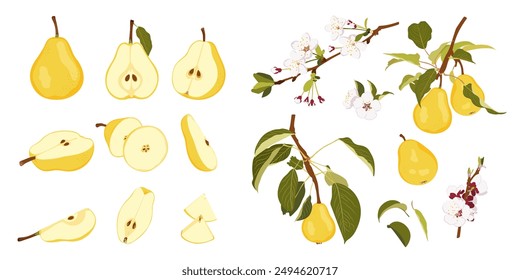 Raw yellow pear fruit from different angles. Ripe whole, half, quarter and slice pear. Pear blossom and fruits on branch. Simple hand drawn vector isolated on white background.