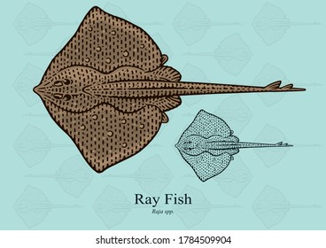 Ray Fish. Vector illustration with refined details and optimized stroke that allows the image to be used in small sizes (in packaging design, decoration, educational graphics, etc.)
