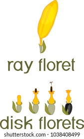 Ray Zygomorphic And Actinomorphic Disk Florets Of Inflorescence Flower Head Or Pseudanthium With Titles