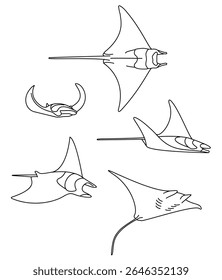Rays Devil Fish Rays Devil Fish