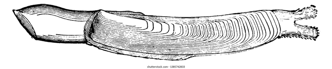 Razor Shell Clam has a shell somewhat resembling in shape and size the handle of a razor, vintage line drawing or engraving illustration.