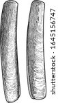 Razor shell illustration, drawing, engraving, ink, line art, vector