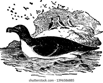 Razorbill is an aquatic bird the common auk vintage line drawing or engraving illustration.