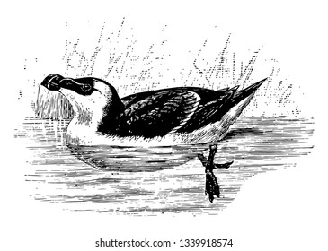 Razorbill Auk which is feathered for about half its length vintage line drawing or engraving illustration.