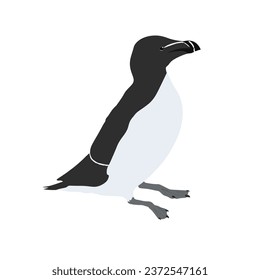 The razorbill, razor-billed auk, lesser auk, Alca torda high quality vector design transparent background