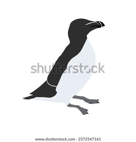The razorbill, razor-billed auk, lesser auk, Alca torda high quality vector design transparent background