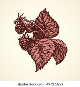 Razz fruitful on twig isolated on white background. Freehand outline ink hand drawn picture sketchy in retro art scribble style. Closeup view with space for text