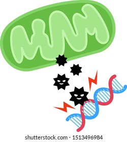 Reactive oxygen that attack the DNA