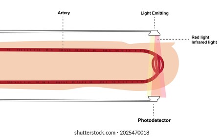 Reading Principles Of Pulse Oximeter. Components Of A Pulse Oximeter Sensor. Emission Of Light Through Blood Capillaries. Red And Infrared Light 