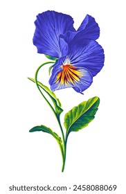 Ready-made composition, botanical element vector pansy, blue and yellow viola flower. Detailed realistic botanical illustration for your design, flyers, advertising, social media, textiles.