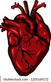 Real Biology Human Heart Red. Vector Illustration