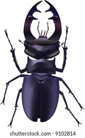 The real bug. A vector illustration. It is isolated on a white background.