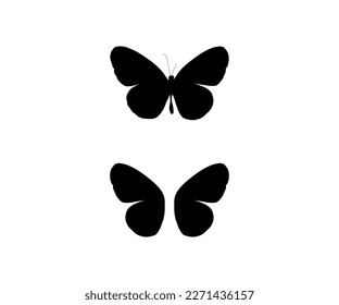 Real butterfly vector tracing and black color 