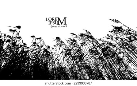 real grass silhouette. Reeds silhouette tracing. Vector illustration