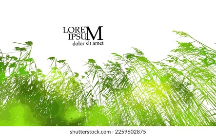 real green grass silhouette. Reeds silhouette tracing. Vector illustration