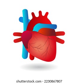 Real human heart anotomy flat icon isolated on white background.Design for logo.Using for clipart.Concept for medical health care.Vector.Illustration.