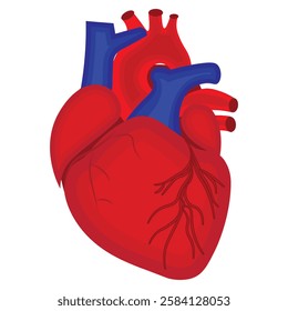 real human heart vector illustration