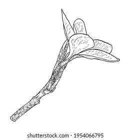 Real Plumeria flower bloom on the branch. Hawaiian Plumeria open head with flower buds and petal leaf on the twig. Freehand drawing of tropical blooming and exotic plant blossom. Vector.