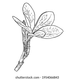 Real Plumeria flower bloom on the branch. Hawaiian Plumeria open head with flower buds and petal leaf on the twig. Freehand drawing of tropical blooming and exotic plant blossom. Vector.