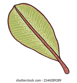 Real Plumeria leaf branch. Hawaiian Plumeria green leaves on the twig. Drawing of tropical and exotic plant. Vector.