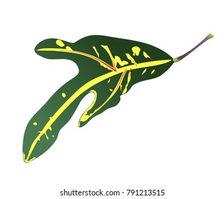 real realistic summer nature leaf green plant from natural tree in tropical forest vector illustration element