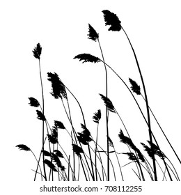 real reed silhouette - vector illustration - traced two colors white and black