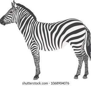 Real Zebra vector, cartoon illustration