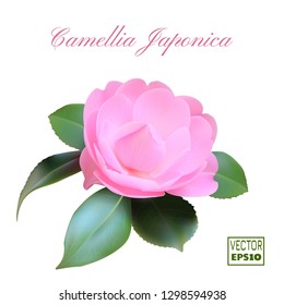 Realestic Blooming Bud of Camellia Japonica. Pink flower with five green leaves. Vector illustration EPS10