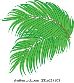 Vector de hojas de cocuta real.