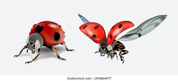 Realictic stand and flying ladybird isolated on white background. Macro image of an insect. Vector illustration