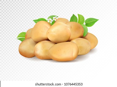 Realisic vector potatoes grope on transparent background. Potato with leaf and flowers.