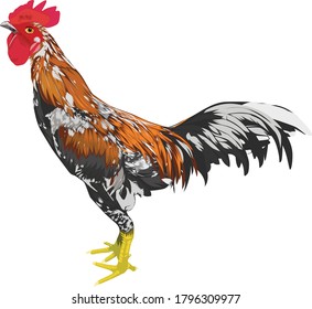 realist animal vector illustration with such detail