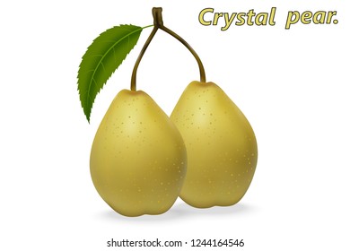 Realistic 3d Chinese pears with leaf, on a white background with realistic shadows. Vector illustration.