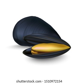 Realistic 3d Detailed Black Mussels Set Opened and Closed View Fresh Delicious Seafood for Restaurant. Vector illustration of Mussel