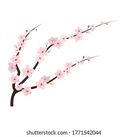 Realistische 3d-detaillierte Blühende Kirsche Blossom japanische Kultur. Vektorgrafik der Frühlingsschakurblumen